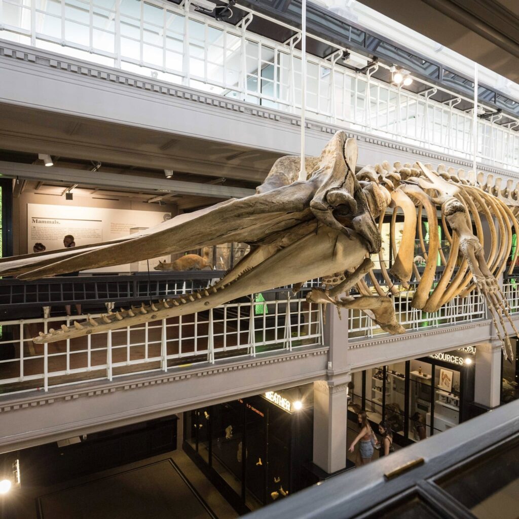 Manchester Museums: The Must-Visit Spots for Culture, History and Hidden Gems